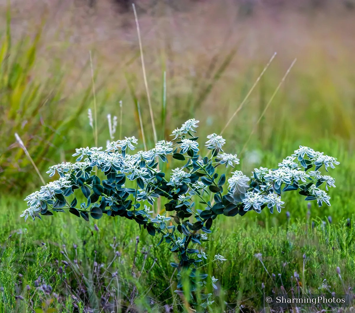 Scenery photograph by Susanne Harm