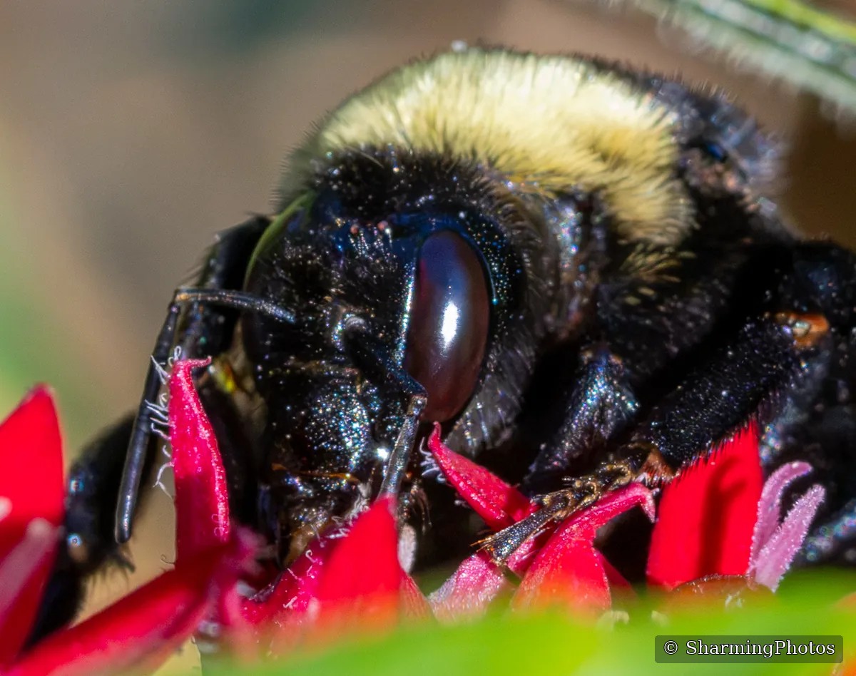 Insect photograph by Susanne Harm