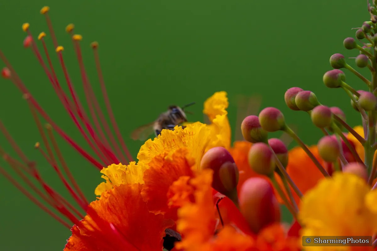 Nature photograph by Susanne Harm