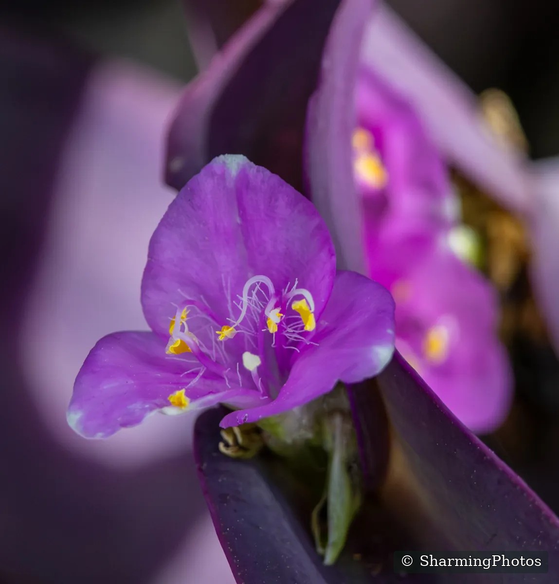 Nature photograph by Susanne Harm