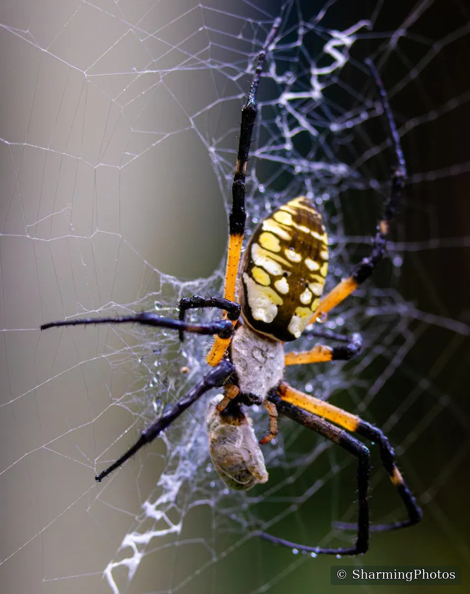 Insect photograph by Susanne Harm