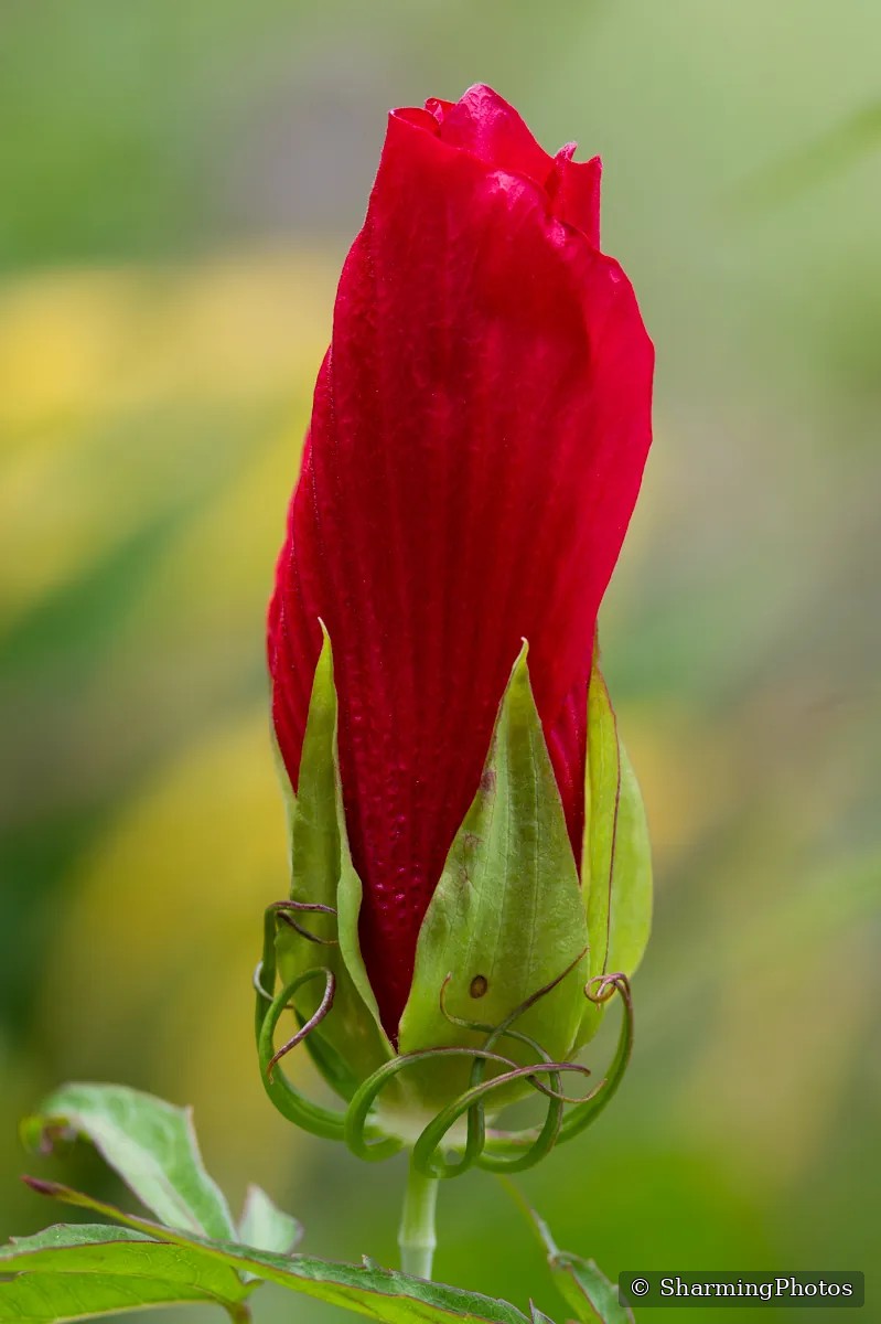 Nature photograph by Susanne Harm