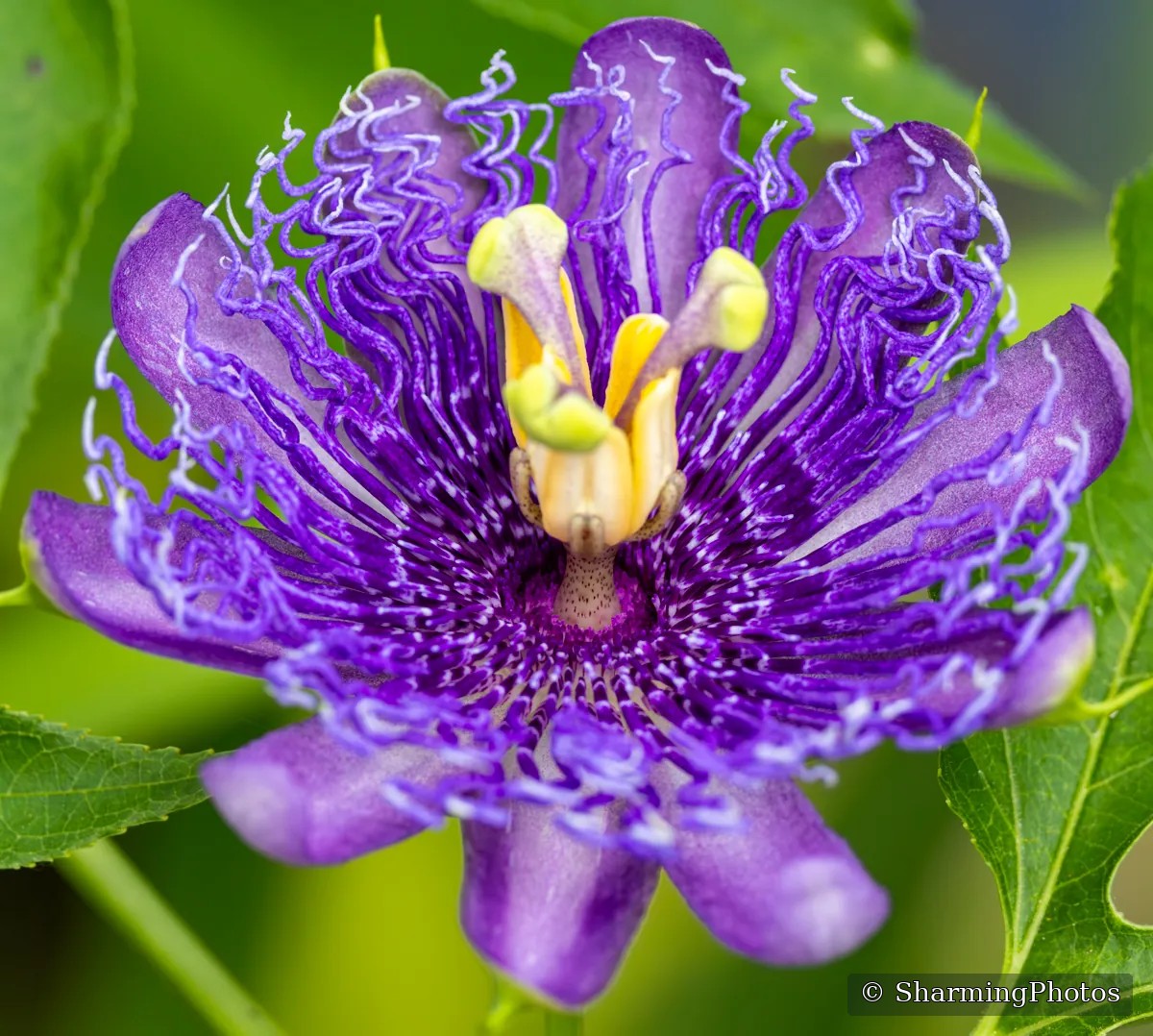 Nature photograph by Susanne Harm