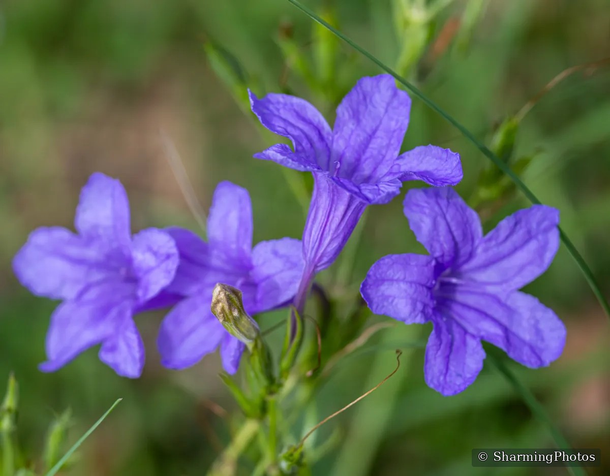 Nature photograph by Susanne Harm