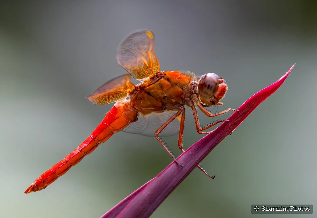 Red dragonfly photograph by Susanne Harm