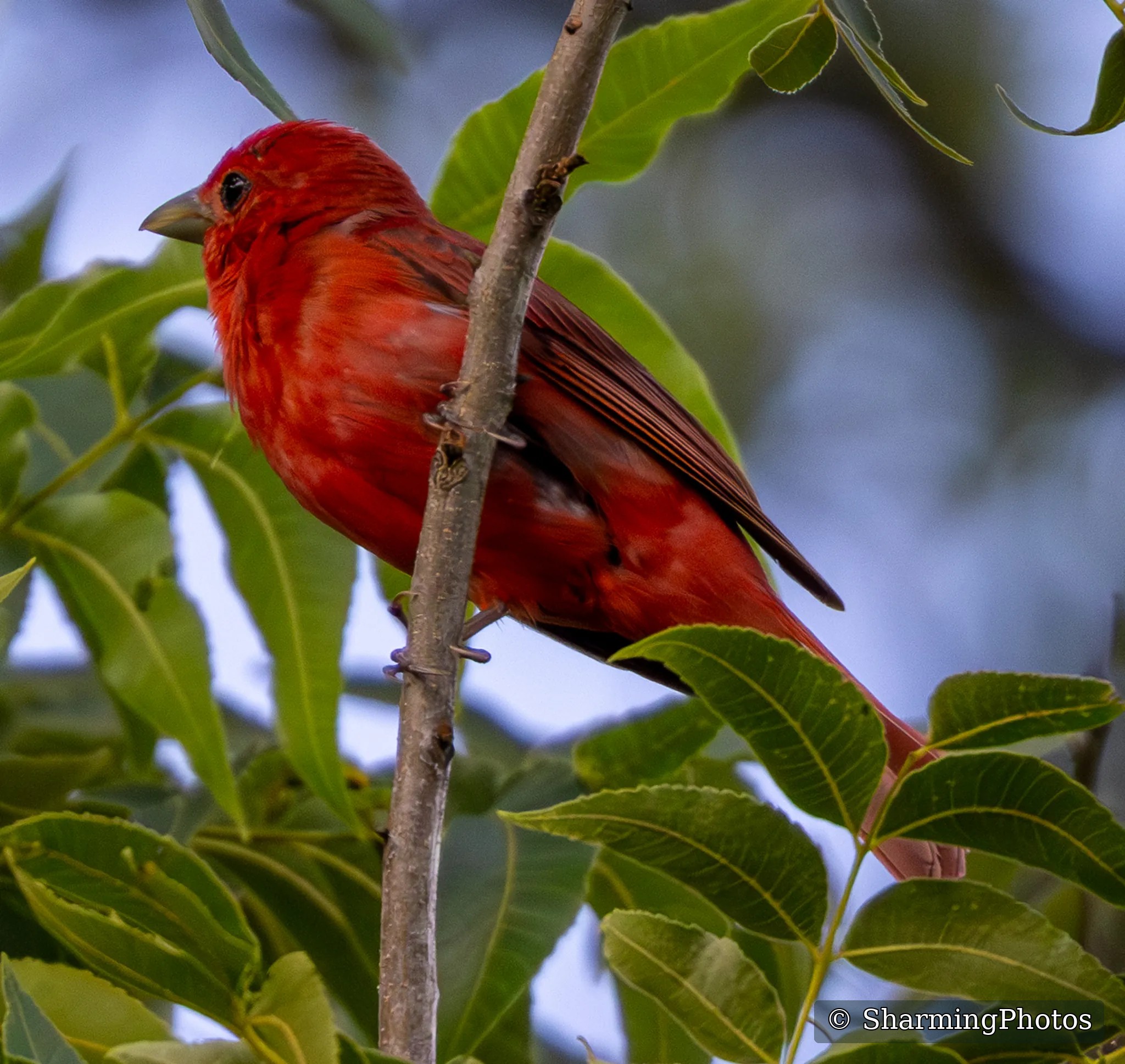 Bird photograph by Susanne Harm