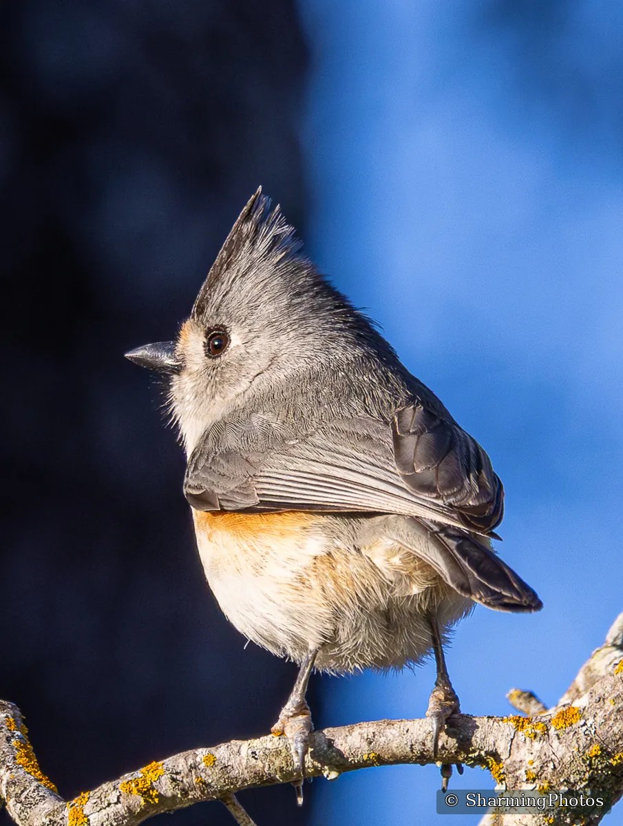 Bird photograph by Susanne Harm