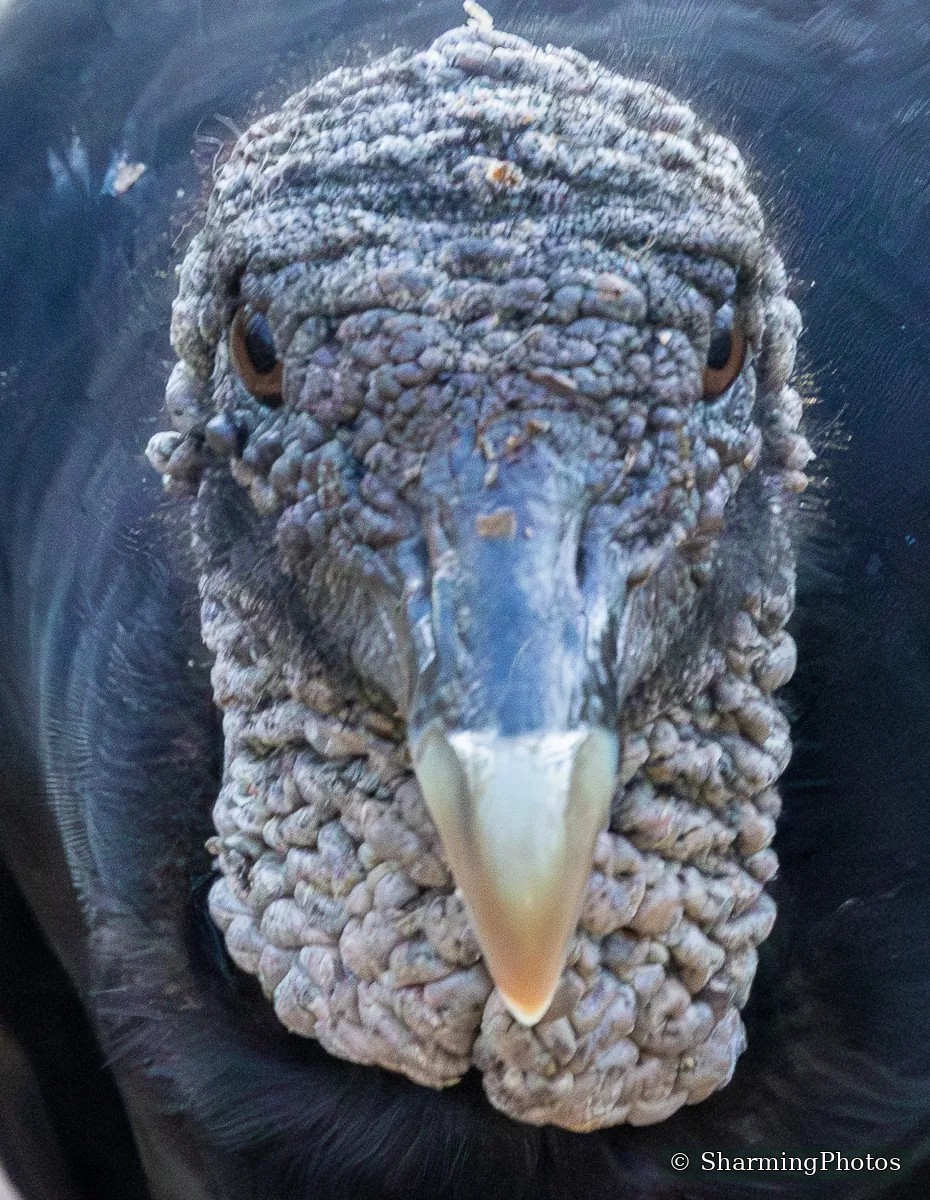 Bird photograph by Susanne Harm