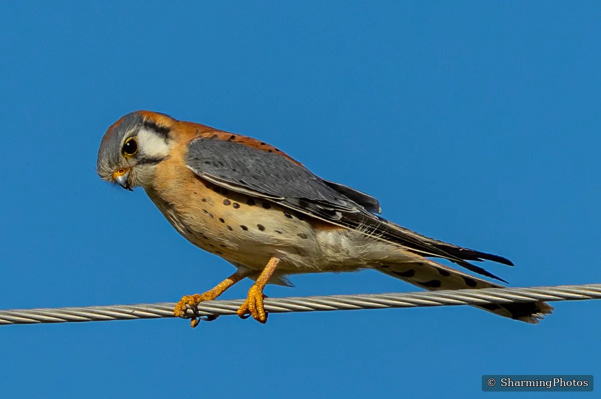 Bird photograph by Susanne Harm