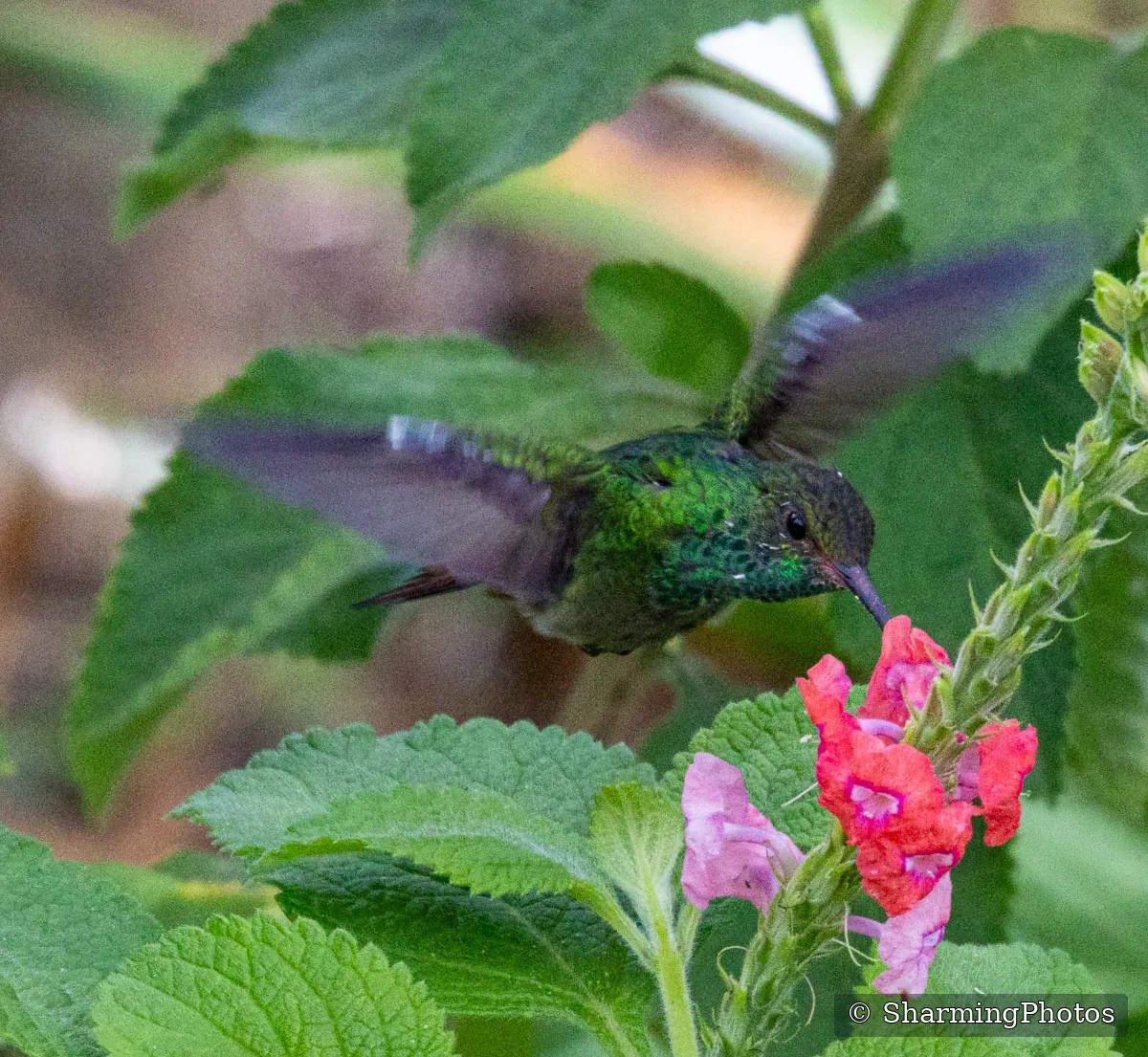 Bird photograph by Susanne Harm