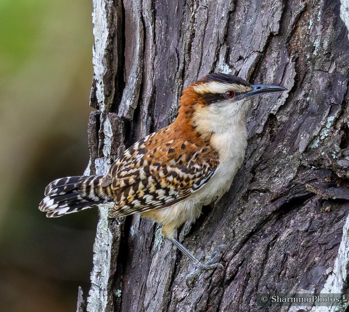 Bird photograph by Susanne Harm