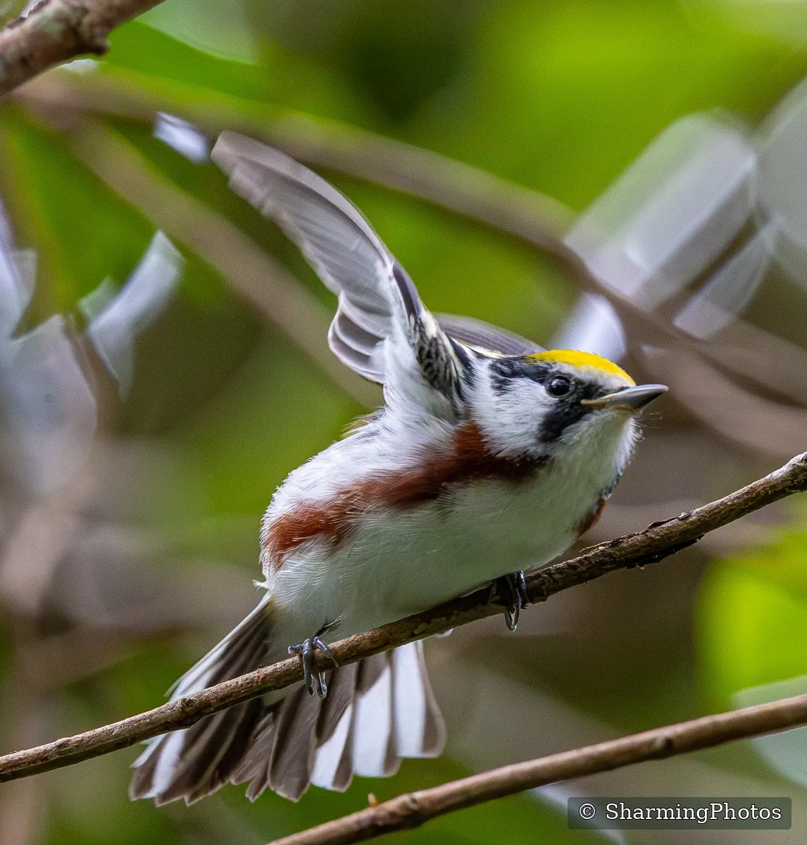 Bird photograph by Susanne Harm