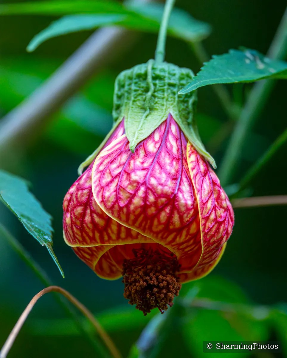 Nature photograph by Susanne Harm