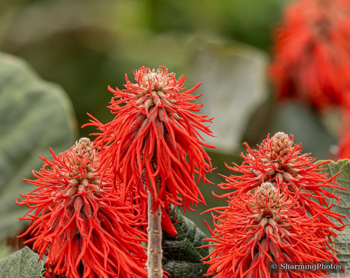 Nature photograph by Susanne Harm