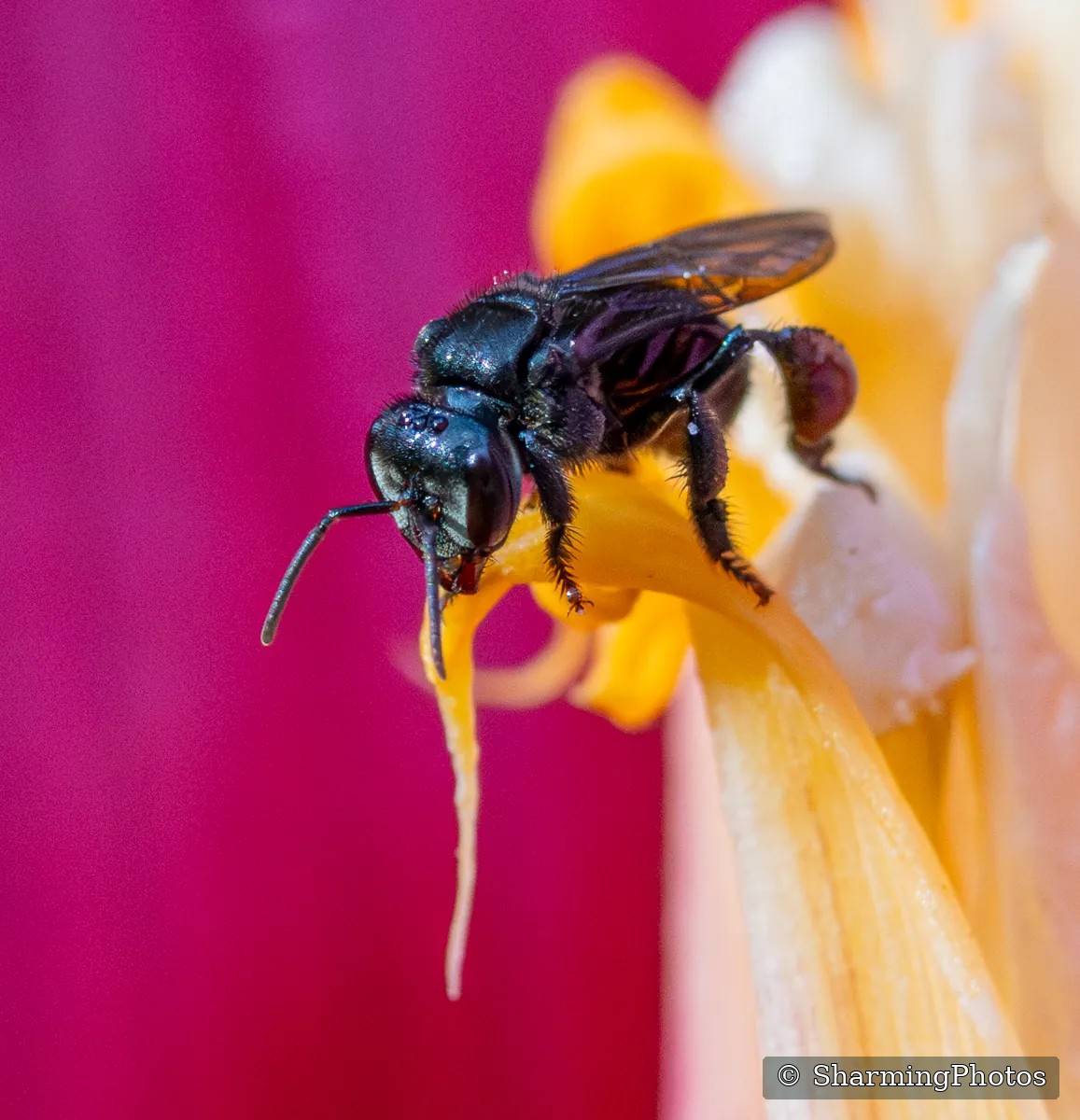 Insect photograph by Susanne Harm