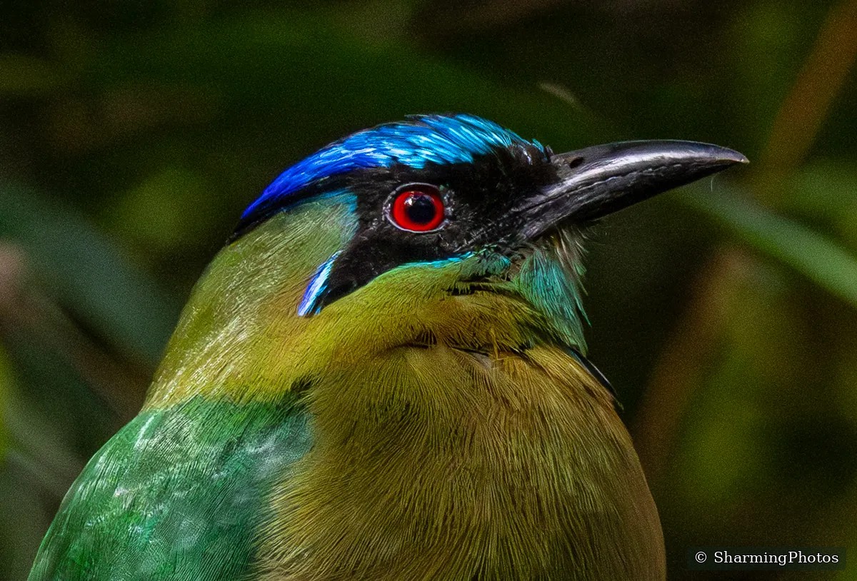 Bird photograph by Susanne Harm