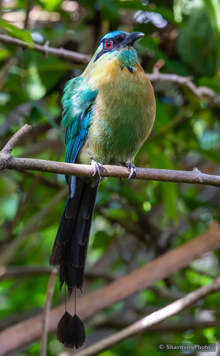 Bird photograph by Susanne Harm