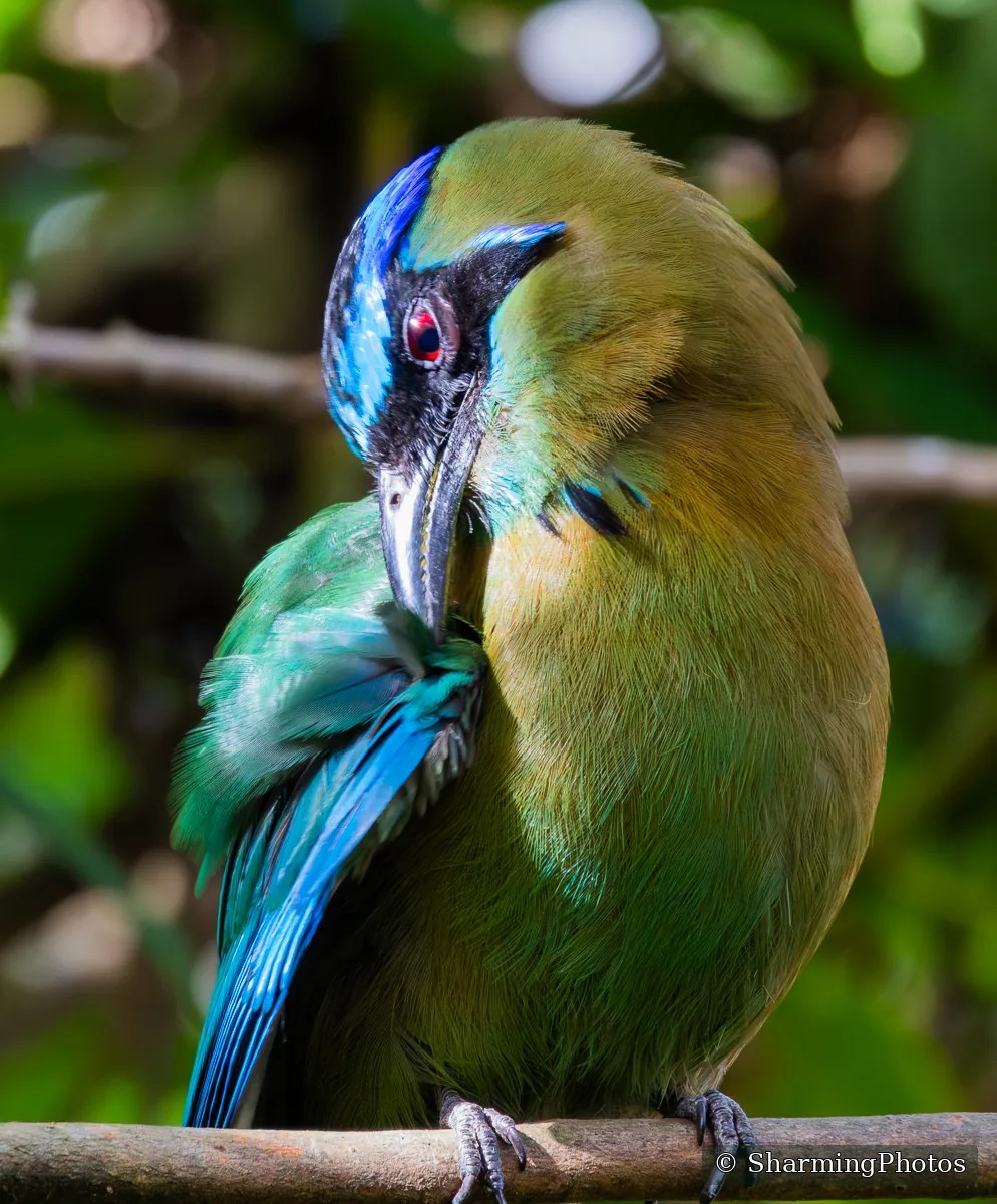 Bird photograph by Susanne Harm