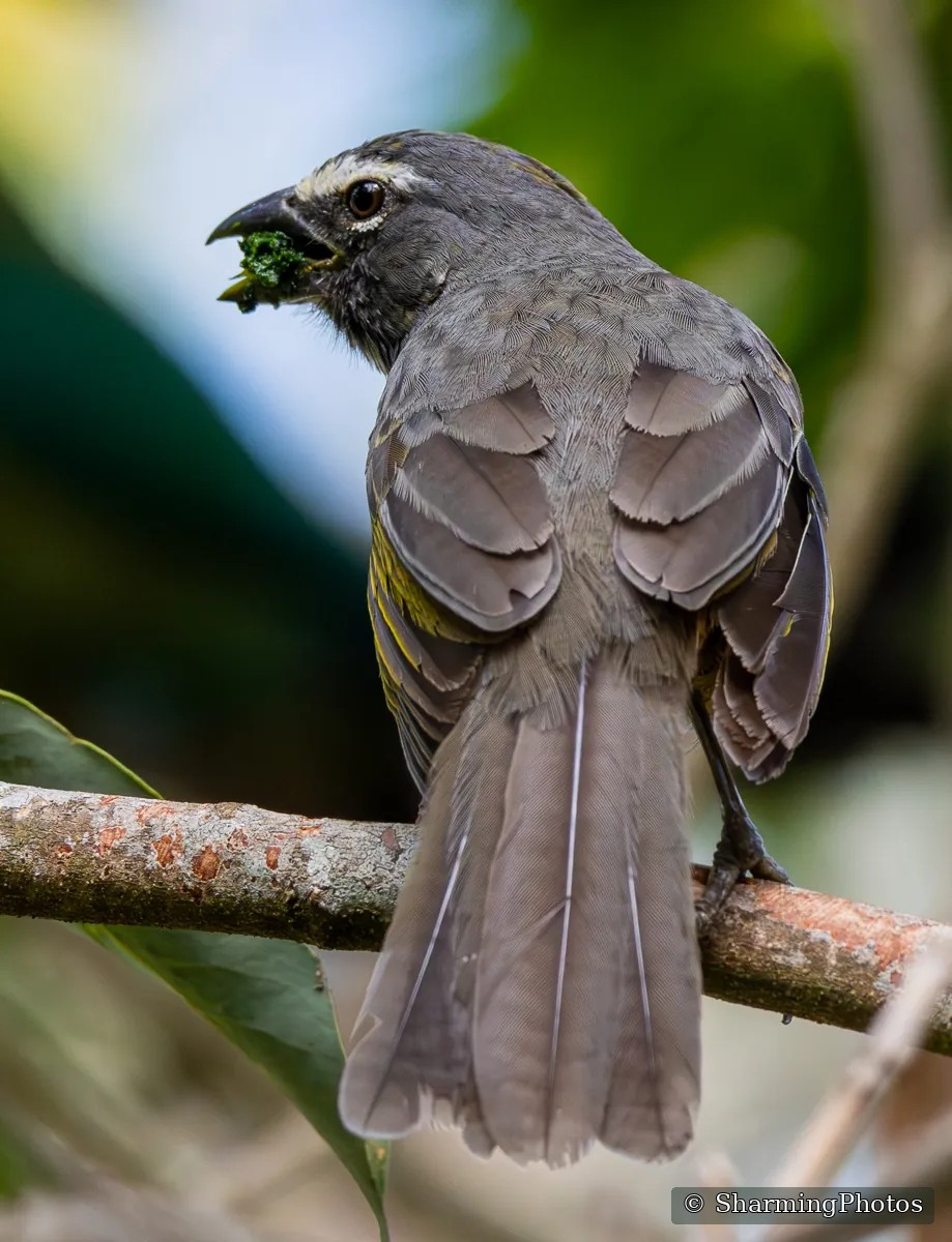Bird photograph by Susanne Harm