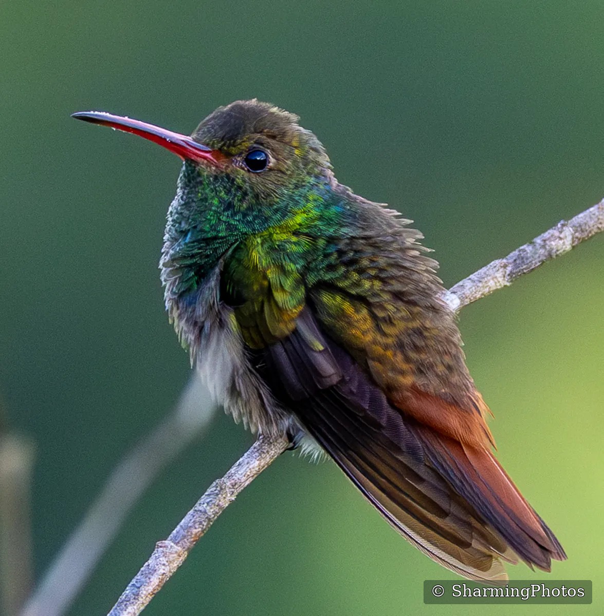 Bird photograph by Susanne Harm