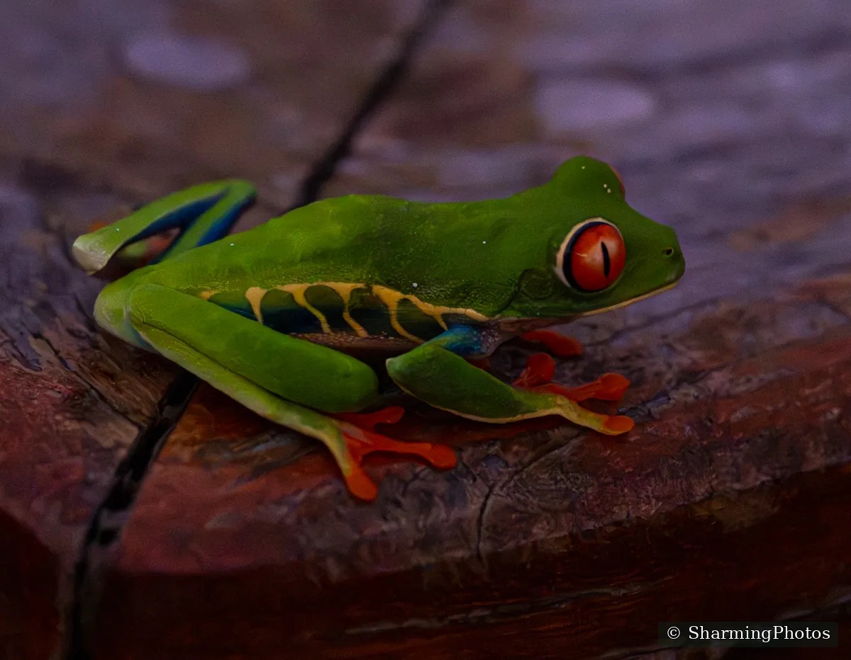 Wildlife photograph by Susanne Harm