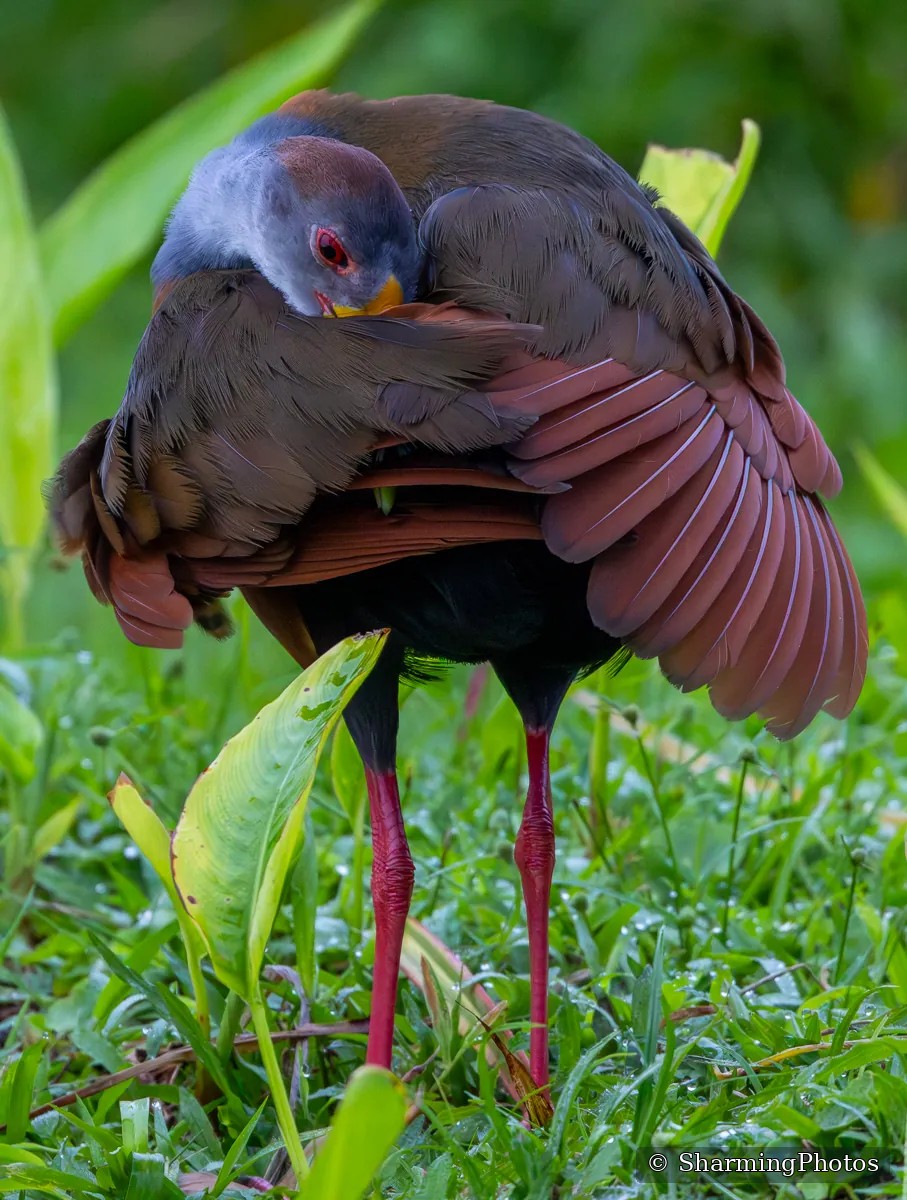 Bird photograph by Susanne Harm