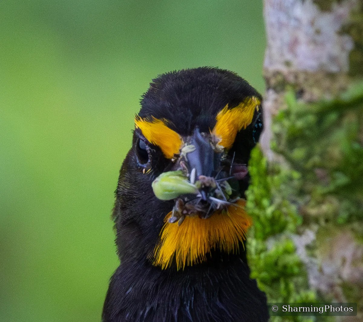 Bird photograph by Susanne Harm
