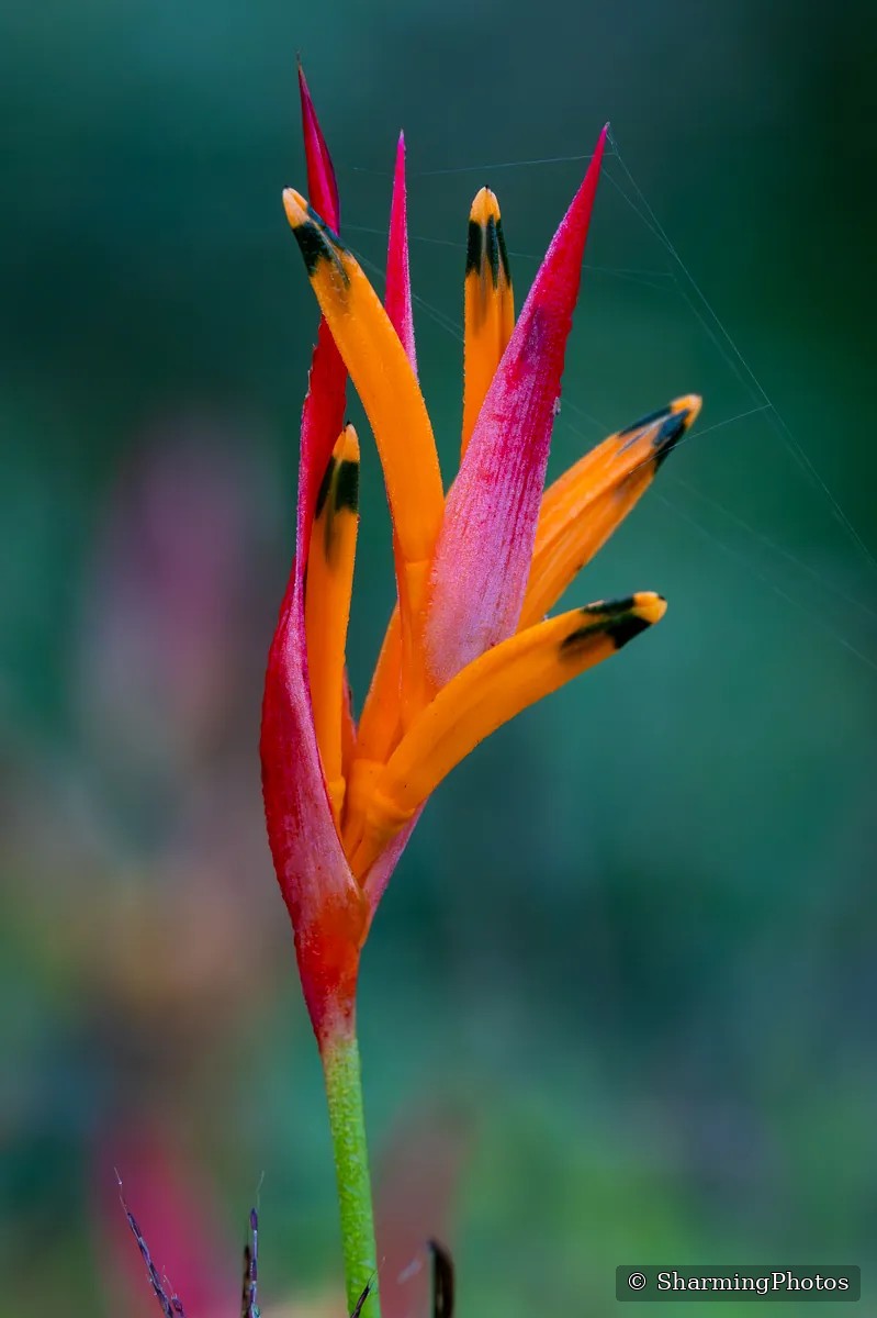 Nature photograph by Susanne Harm