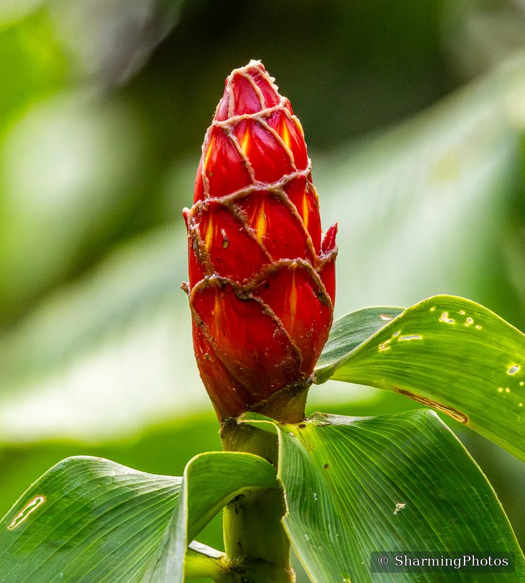 Nature photograph by Susanne Harm