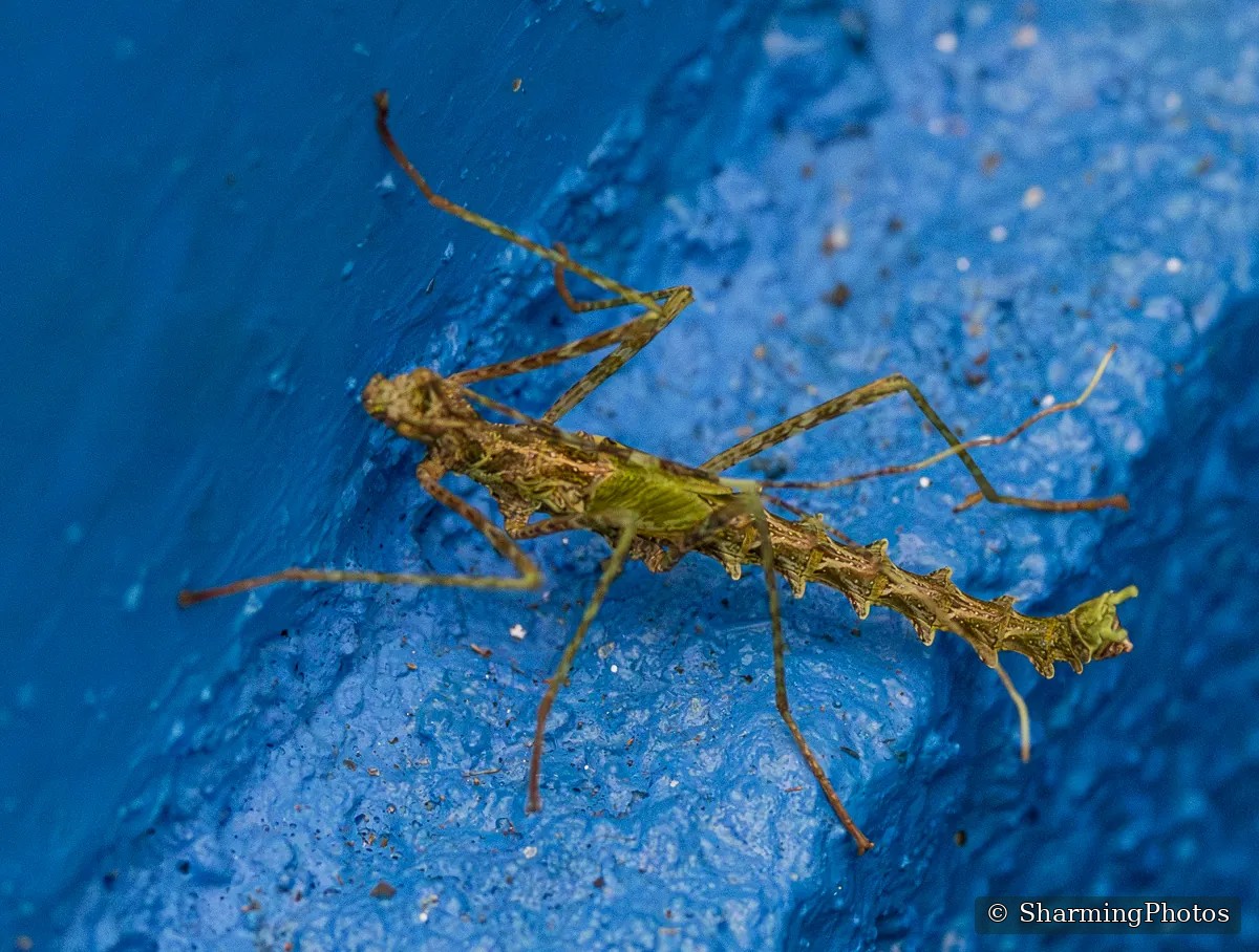 Insect photograph by Susanne Harm