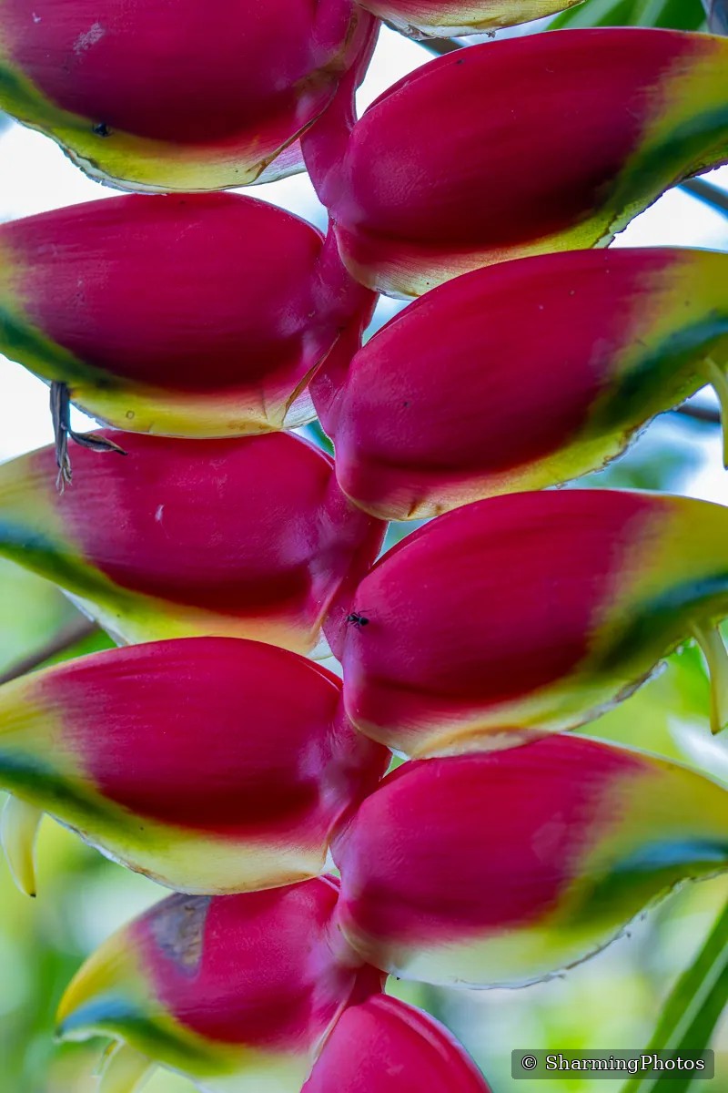 Nature photograph by Susanne Harm
