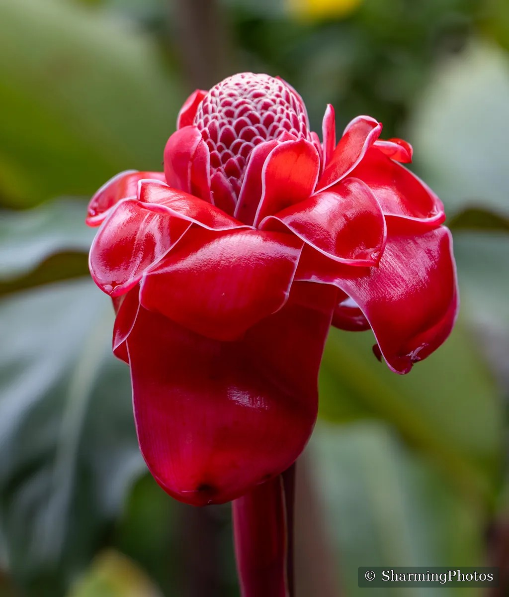 Nature photograph by Susanne Harm