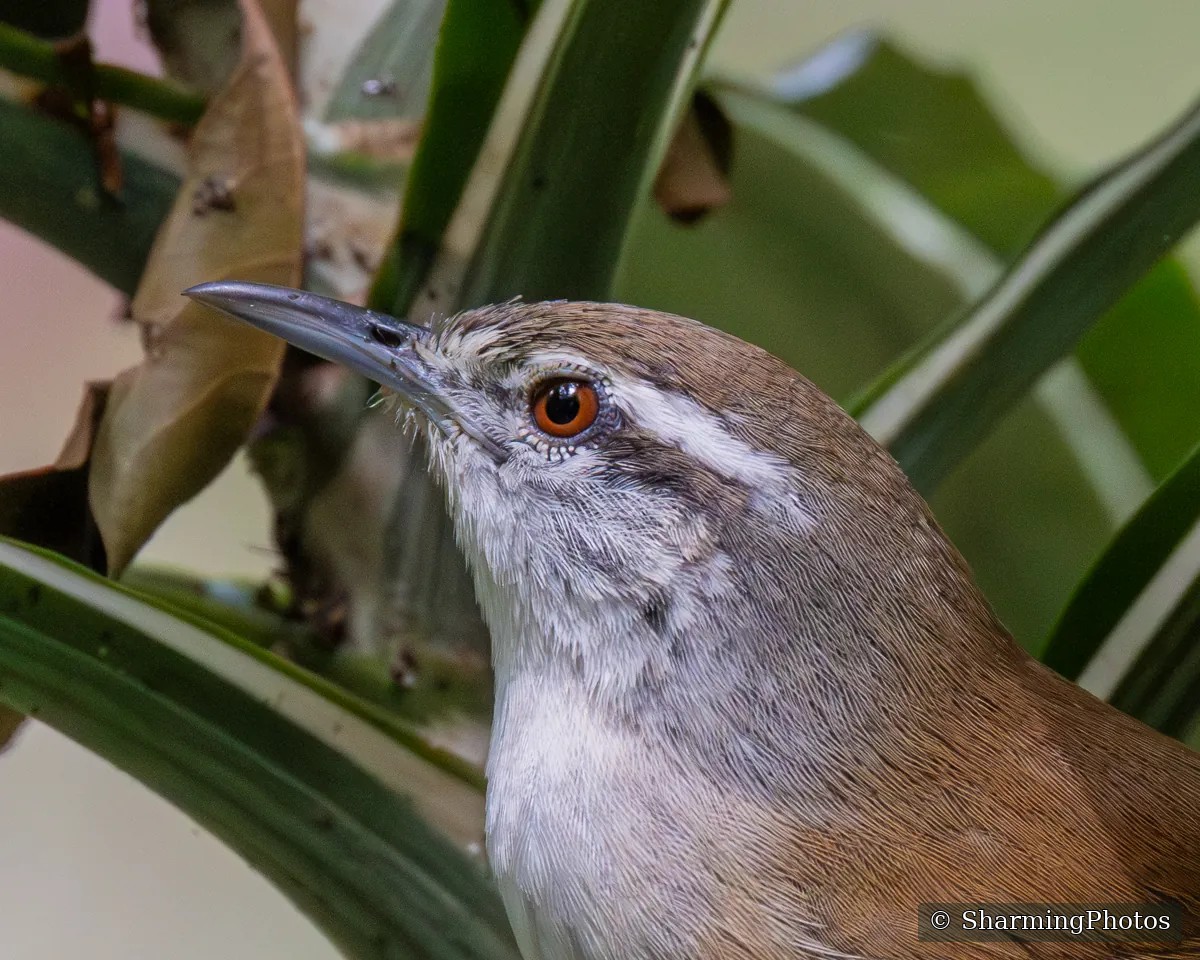 Bird photograph by Susanne Harm