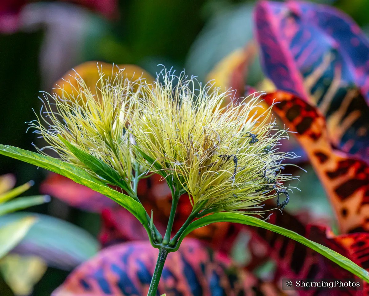 Nature photograph by Susanne Harm