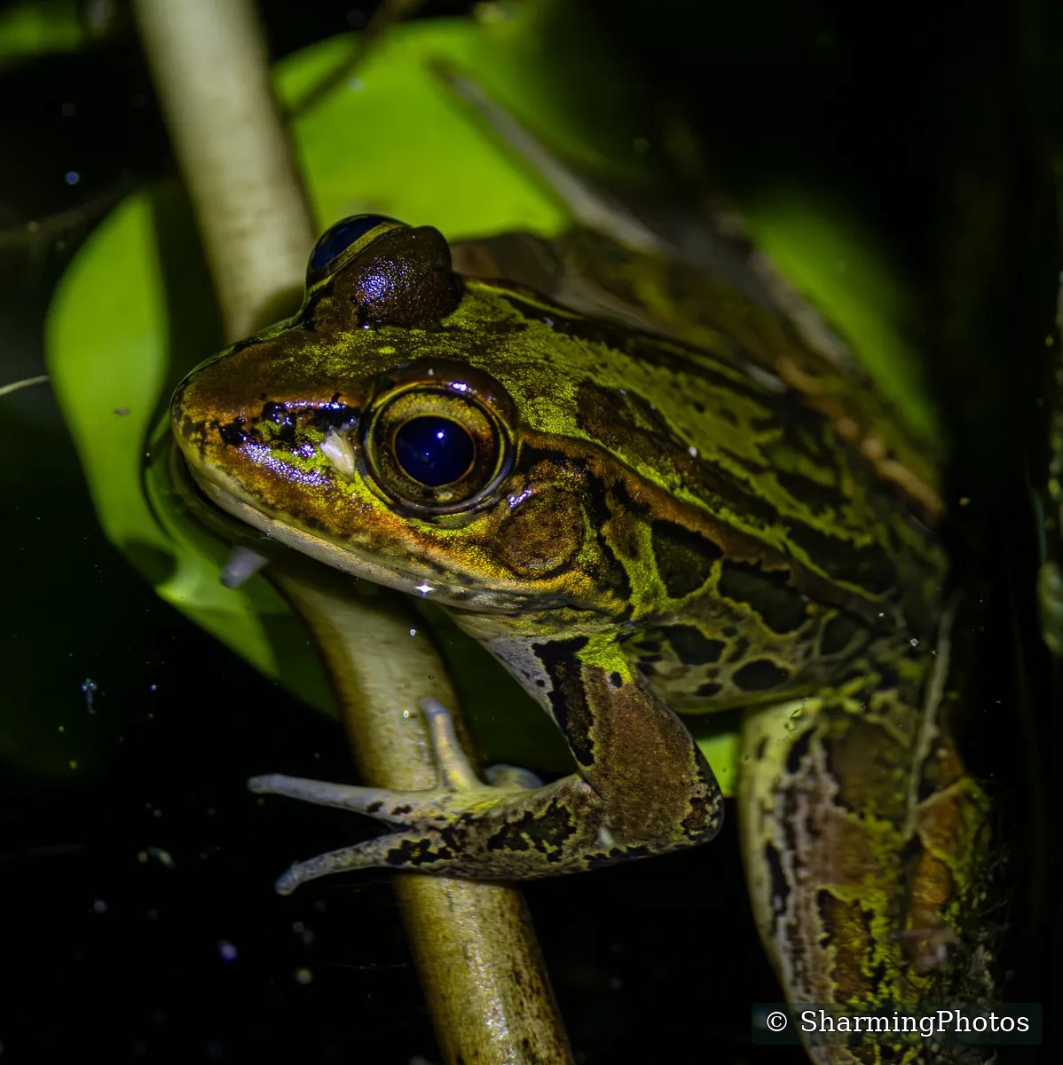 Wildlife photograph by Susanne Harm