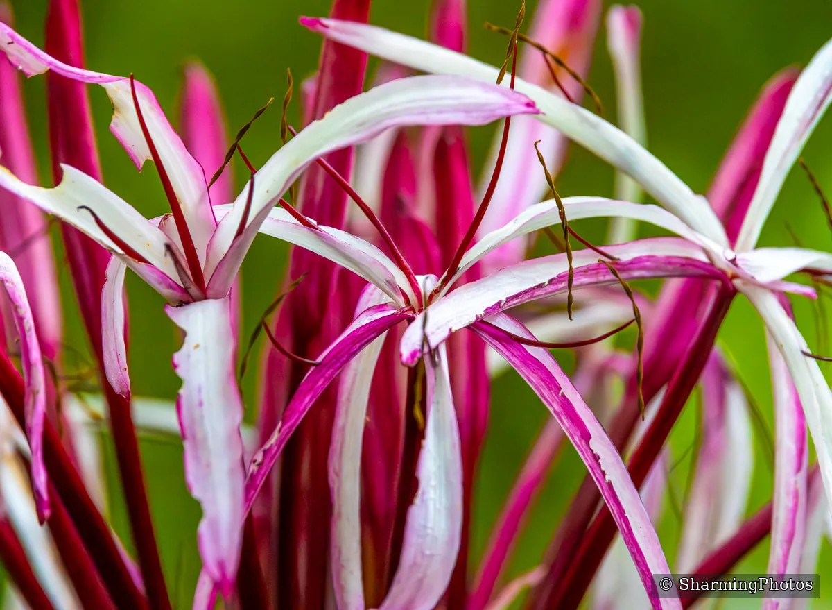 Nature photograph by Susanne Harm