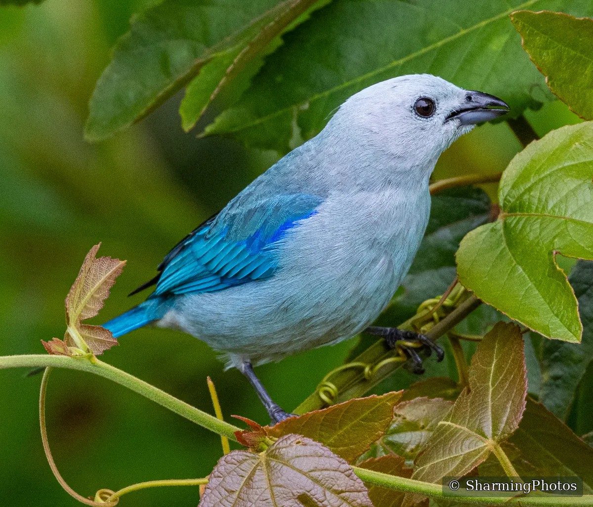 Bird photograph by Susanne Harm