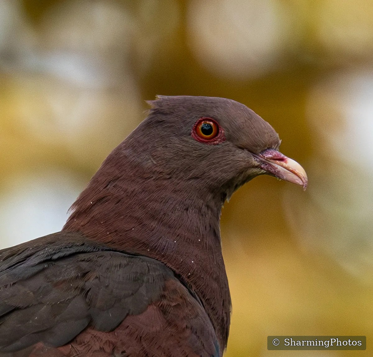 Bird photograph by Susanne Harm