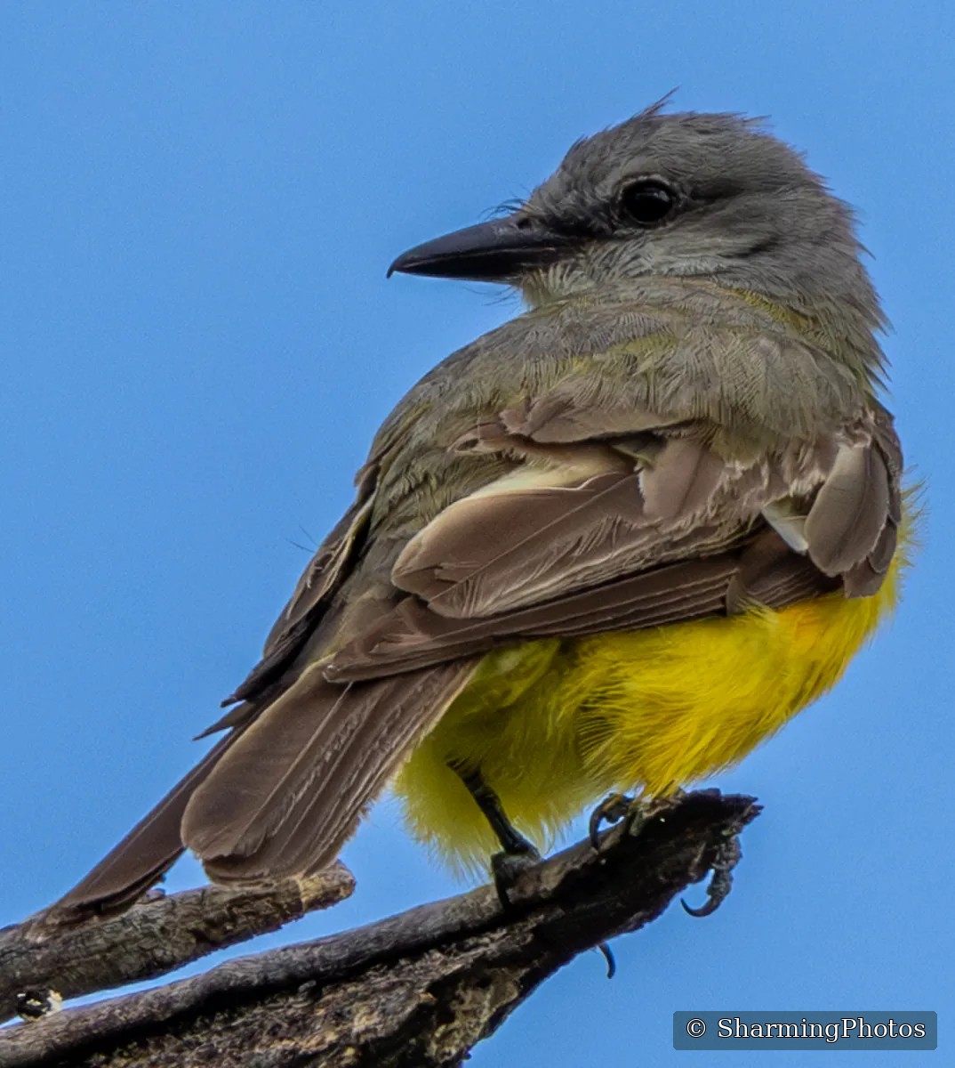 Bird photograph by Susanne Harm