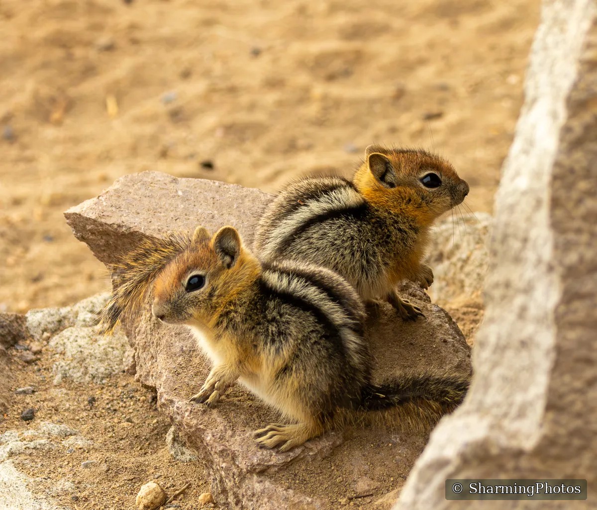 Wildlife photograph by Susanne Harm
