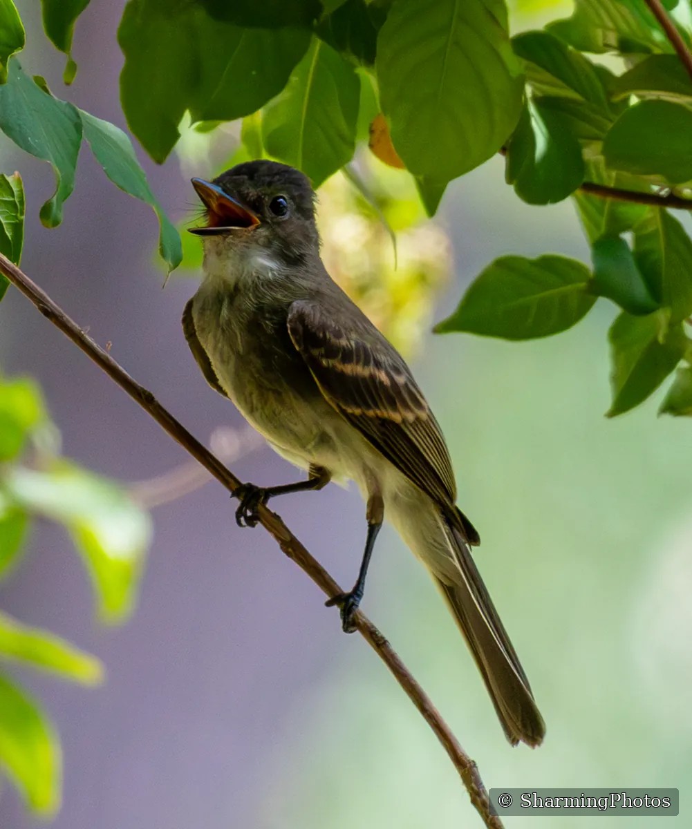 Bird photograph by Susanne Harm