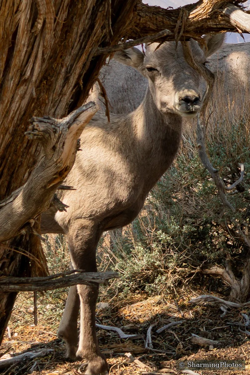 Wildlife photograph by Susanne Harm