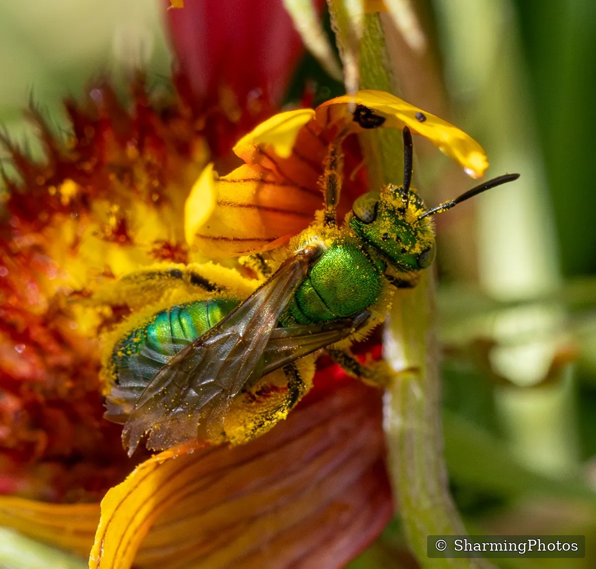Insect photograph by Susanne Harm
