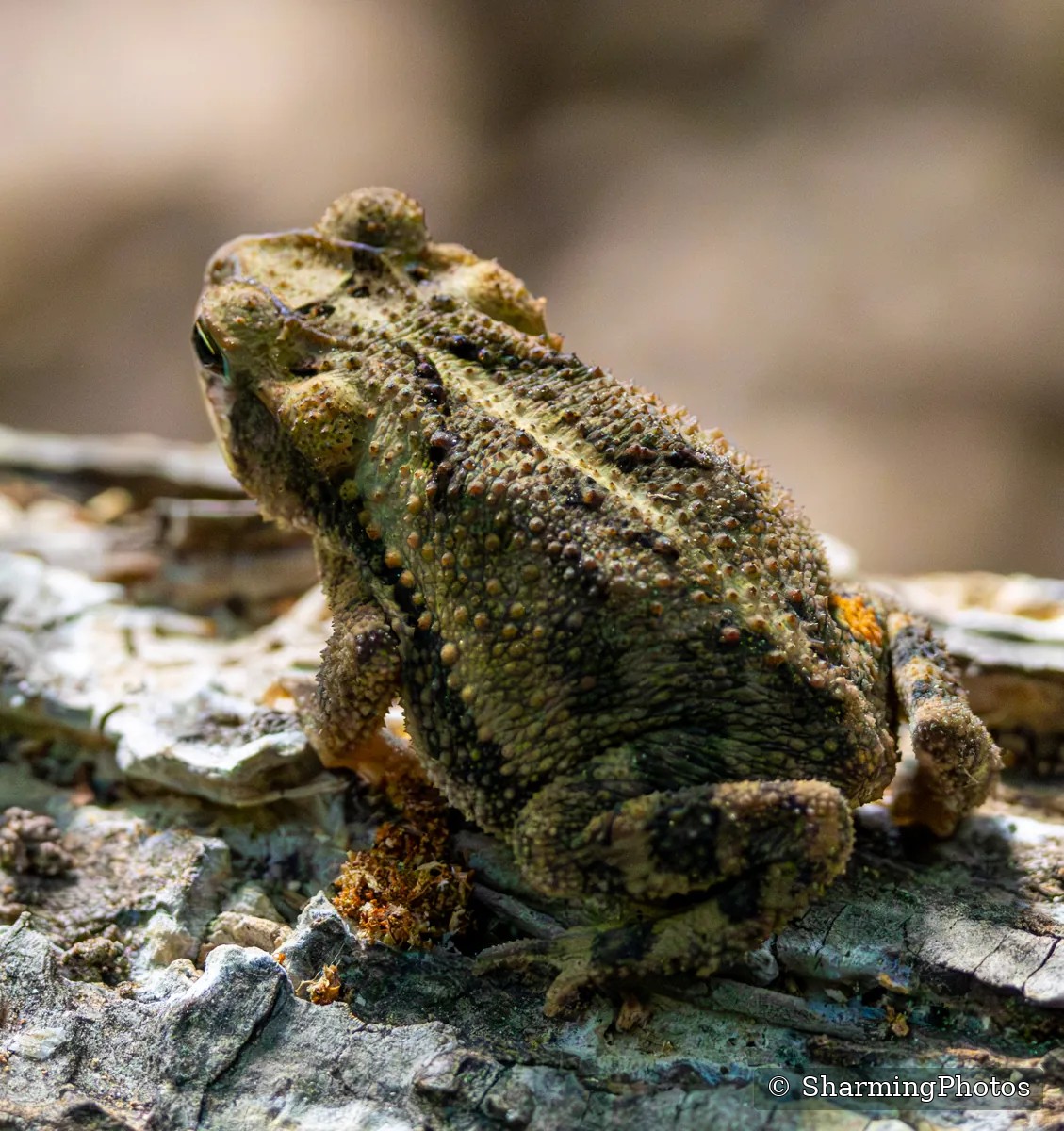 Wildlife photograph by Susanne Harm
