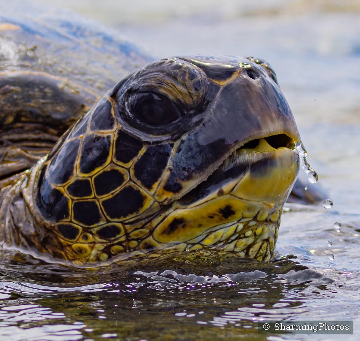 Sea turtle close-up photograph from Hawaii by Susanne Harm