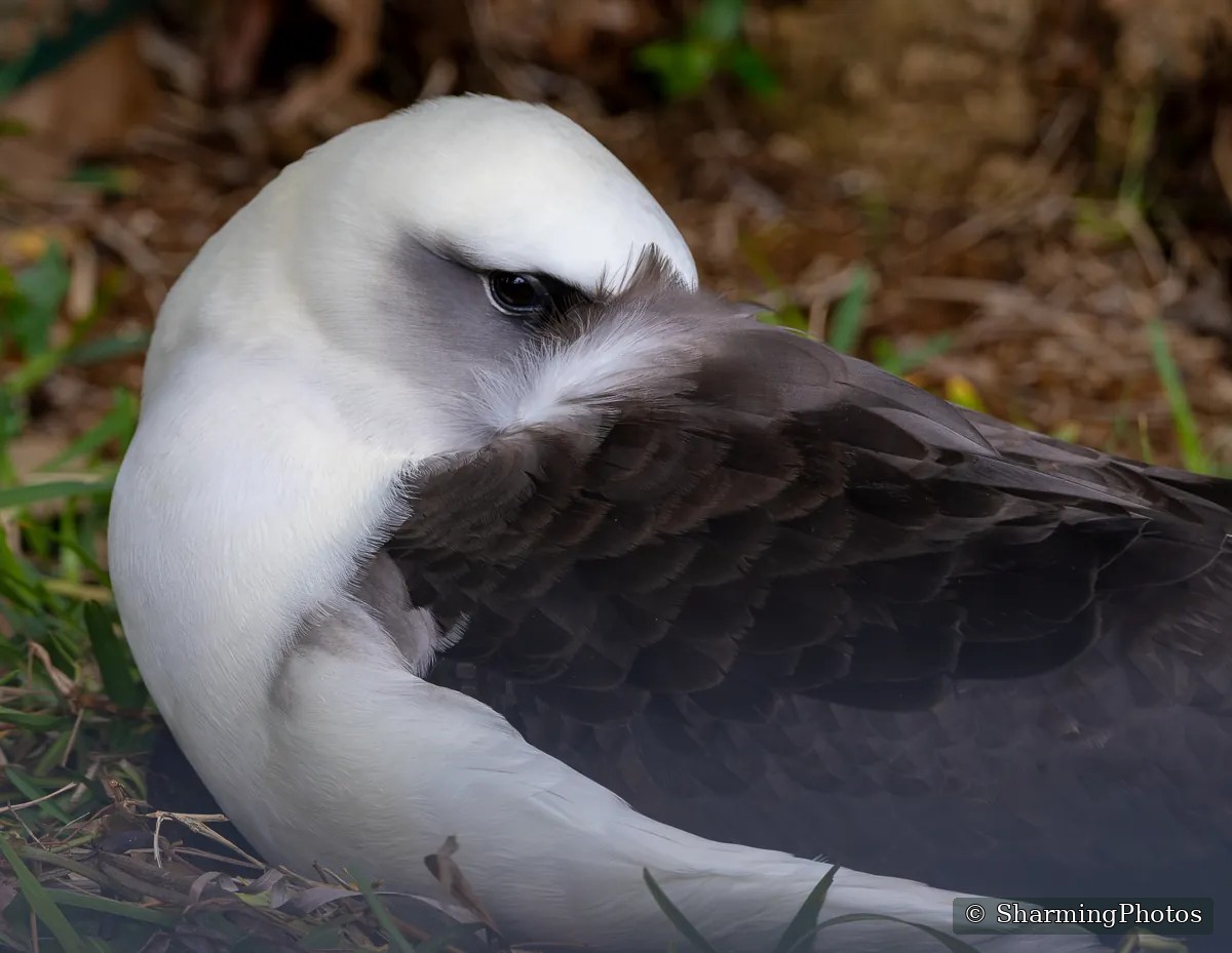 Seabird portrait photograph from Hawaii by Susanne Harm