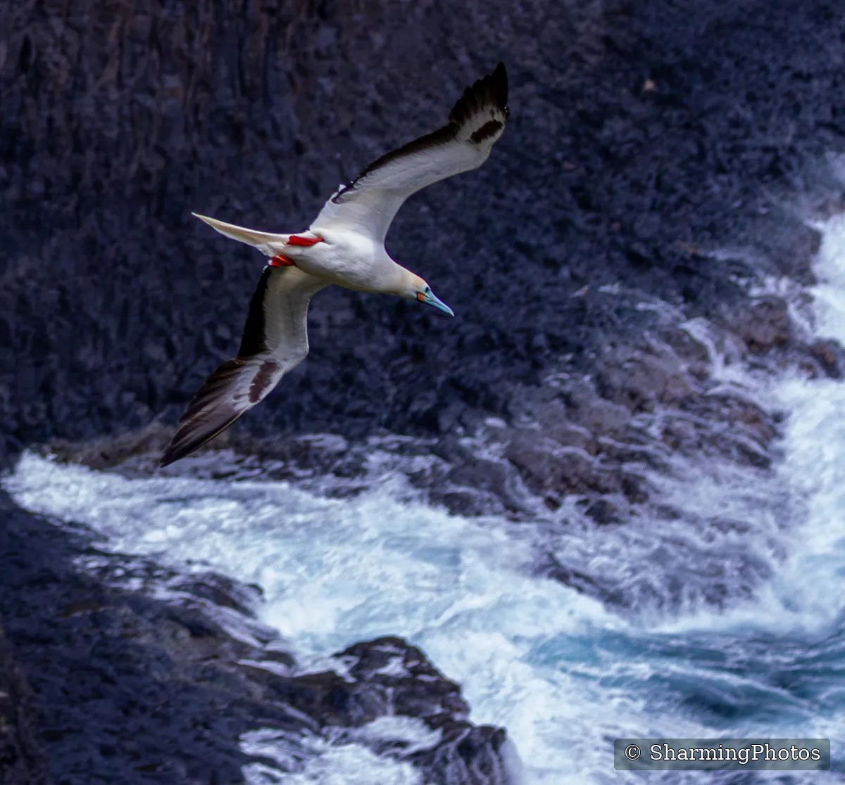 Bird photograph by Susanne Harm