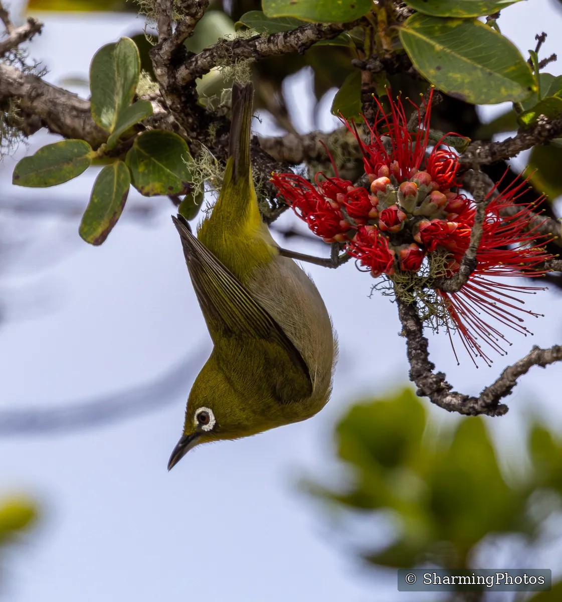 Bird photograph by Susanne Harm