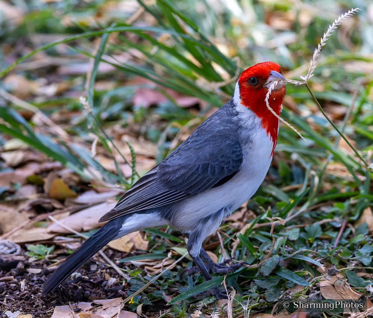 Bird photograph by Susanne Harm