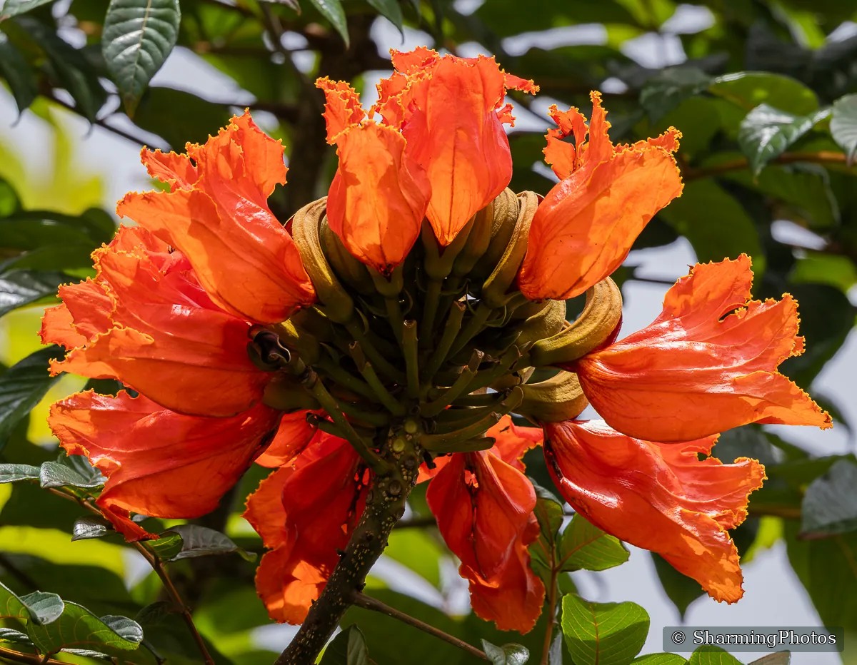 Nature photograph by Susanne Harm